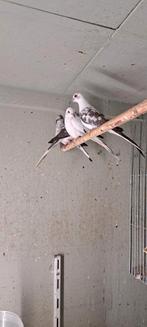 Bonte diamant duifjes 12 stuks, Dieren en Toebehoren, Vogels | Duiven, Meerdere dieren, Overige soorten