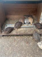 Hennetjes, Meerdere dieren
