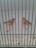 Zebravinken, Dieren en Toebehoren, Meerdere dieren, Tropenvogel