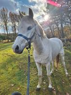 Te koop mooie C pony, Dieren en Toebehoren, Pony's, Merrie, Gechipt, Zadelmak, C pony (1.27m tot 1.37m)