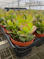 Crassula Sunset,Arboresecns, Minor en Ovata12cm pot, Vetplant, Ophalen of Verzenden, In pot, Minder dan 100 cm