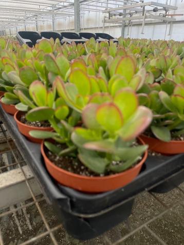Crassula Sunset,Arboresecns, Minor en Ovata12cm pot beschikbaar voor biedingen