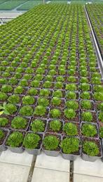 Saxifraga Pixi - winterhard - bloeiende vaste plant, Tuin en Terras, Planten | Tuinplanten, Ophalen of Verzenden, Vaste plant