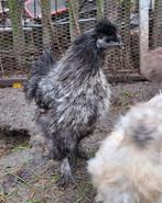 Gratis zijdehoen haan, Dieren en Toebehoren, Pluimvee, Mannelijk, Kip