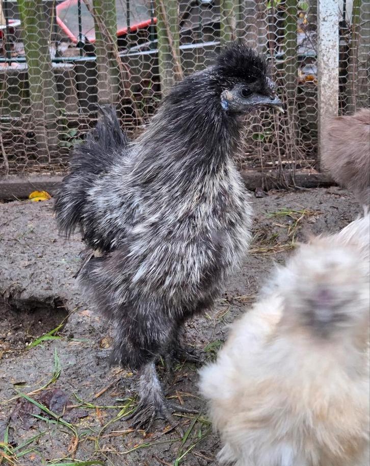 Gratis zijdehoen haan, Dieren en Toebehoren, Pluimvee, Kip, Mannelijk
