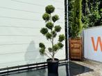 Cupressocyparis Leylandii - Pon Pon - hoogte 175 cm, Tuin en Terras, In pot, Halfschaduw, Overige soorten, Bloeit niet