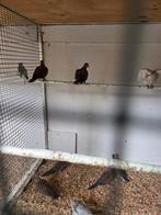 Senegal duifjes, Meerdere dieren, Overige soorten