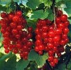 aalbessen, Minder dan 100 cm, Lente, Overige soorten, Volle zon