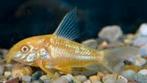 Mooie jong volwassen Corydoras Aeneus Gold XL, Dieren en Toebehoren, Vissen | Aquariumvissen, Zoetwatervis, Schoolvis, Vis