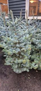 Blauwspar | Kerstboom, Ophalen, Vaste plant, Overige soorten, Volle zon