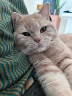 Lieve Britse korthaar zoekt nieuwe thuis, Dieren en Toebehoren, Katten en Kittens | Raskatten | Korthaar, Kater, Gechipt, 0 tot 2 jaar