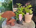 Anemone hibryda ‘Serenade’, Overige soorten, Vaste plant, Ophalen of Verzenden, Halfschaduw