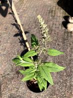 Vlinderstruik, Volle zon, Vaste plant, Zomer, Ophalen