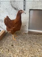 Jonge legkippen, Vrouwelijk, Kip