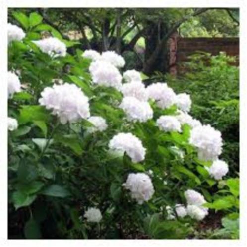 hydrangea, Tuin en Terras, Planten | Struiken en Hagen, Hortensia, Minder dan 100 cm, Ophalen