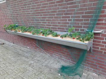 Duurzame aardbeien plantengoot rvs beschikbaar voor biedingen