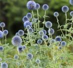 Zaden Blauwe Kogeldistel 2025 (Echinops spec.), 10 gram, Ophalen of Verzenden, Volle zon, Zaad