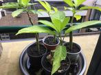 Brugmansia plantjes €3,50, Volle zon, Groenteplanten, Eenjarig, Ophalen of Verzenden