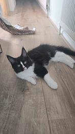 Maine coon kater, al ruim 3,2 kg ,Volledig gevaccineerd!!, Kater, Ontwormd