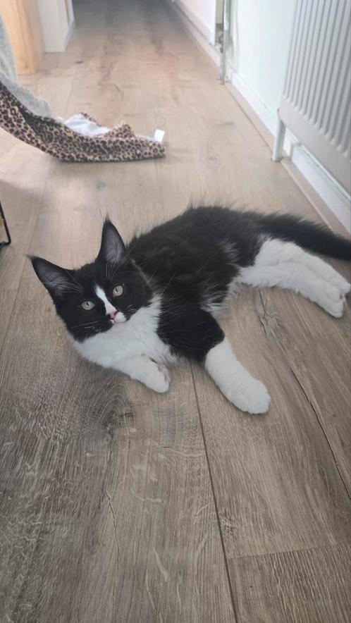 Maine coon kater, al ruim 3,2 kg ,Volledig gevaccineerd!!, Dieren en Toebehoren, Katten en Kittens | Raskatten | Langhaar, Kater