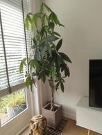 Mooie pachira / geldboom / money plant incl. pot, Ophalen, 200 cm of meer, Overige soorten, In pot