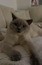 Britsekorthaar, Dieren en Toebehoren, Katten en Kittens | Overige Katten, Kater, Kortharig, 0 tot 2 jaar