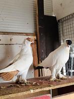 Een prachtig paar sierduiven te koop., Dieren en Toebehoren, Vogels | Overige Vogels, Meerdere dieren