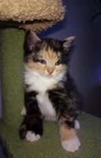 🌸GERESERVEERD Europese korthaar kitten te koop🌸, Poes, Ontwormd