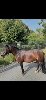 Te koop 17 jarige super fitte  merrie Dartmore/ Welch, Dieren en Toebehoren, Merrie, Zadelmak, C pony (1.27m tot 1.37m), Ontwormd