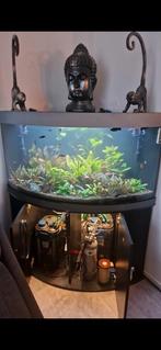 Mooi aquarium met alle toebehoren, Ophalen of Verzenden, Zo goed als nieuw, Leeg aquarium