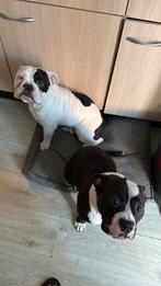 Hondjes, Dieren en Toebehoren, 15 weken tot 1 jaar, Overige rassen, Meerdere, Meerdere dieren