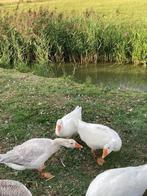 Te koop 2 jonge boerenganzen, Dieren en Toebehoren, Pluimvee, Meerdere dieren, Gans of Zwaan