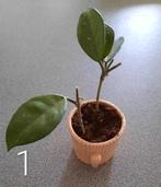 Hoya carnosa, stekjes en in pot, Overige soorten, In pot, Minder dan 100 cm, Bloeiende kamerplant