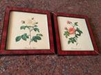 Twee Ingelijste Prenten Redouté, Gebruikt, Oorspronkelijke maker, Ophalen of Verzenden, Print