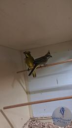 1-1 groene kardinalen, Dieren en Toebehoren, Vogels | Overige Vogels, Meerdere dieren, Tropenvogel, Geringd