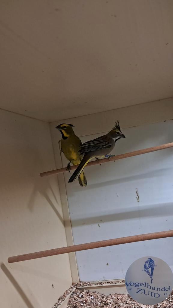 1-1 groene kardinalen, Dieren en Toebehoren, Vogels | Overige Vogels, Tropenvogel, Meerdere dieren, Geringd
