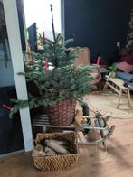 Blauwe spar, Diversen, Kerst, Ophalen, Gebruikt