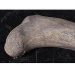 Dinosaur Bone – Dinosaurus beeld Lengte 118 cm, Nieuw, Ophalen