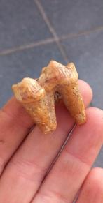 Mooie kies van een Holenbeer, ijstijd fossiel, Verzamelen, Mineralen en Fossielen, Ophalen of Verzenden, Fossiel