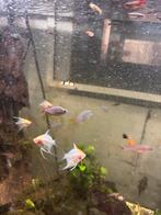 maanvissen koi albino red head, Vis, Zoetwatervis, Schoolvis