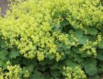 Alchemilla mollis, vrouwenmantel, Ophalen of Verzenden, Zomer, Overige soorten, Volle zon