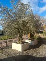 Prachtige Olijfbomen, Tuin en Terras, Planten | Bomen, Bloeit niet, 100 tot 250 cm, Olijfboom, Ophalen