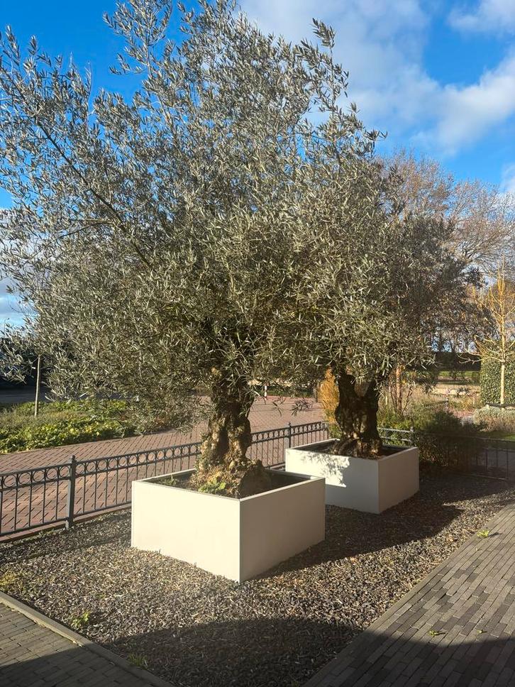 Prachtige Olijfbomen, Tuin en Terras, Planten | Bomen, Olijfboom, 100 tot 250 cm, Volle zon, Bloeit niet, In pot, Ophalen