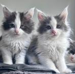 Nog 3 knappe Maine Coon kitten katertjes beschikbaar, Dieren en Toebehoren, Katten en Kittens | Raskatten | Langhaar, Meerdere dieren