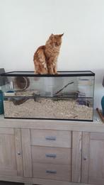 Kattenproof Gerbilarium – Met Extra Sterke Deksel, Minder dan 60 cm, Nieuw, Ophalen of Verzenden, Hok