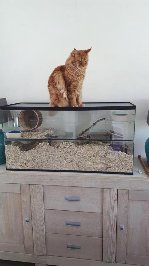 Kattenproof Gerbilarium – Met Extra Sterke Deksel, Dieren en Toebehoren, Knaagdieren en Konijnen | Hokken en Kooien, Nieuw, Hok