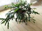 Grote Lidcactus, bloeit zacht roze, Ophalen, Halfschaduw, Minder dan 100 cm, Bloeiende kamerplant