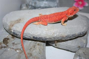 HypoTrans 100% ALBINO RED Baardagaam Bearded Dragon  beschikbaar voor biedingen