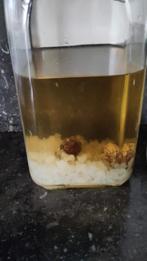 Waterkefir korrels, Diversen, Levensmiddelen, Ophalen