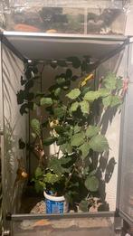 Wandelende takken, Wandelende tak